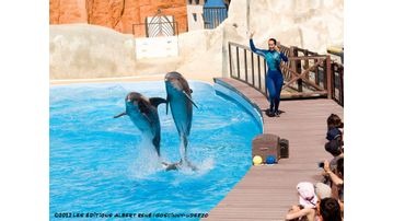 rencontre dauphin parc asterix